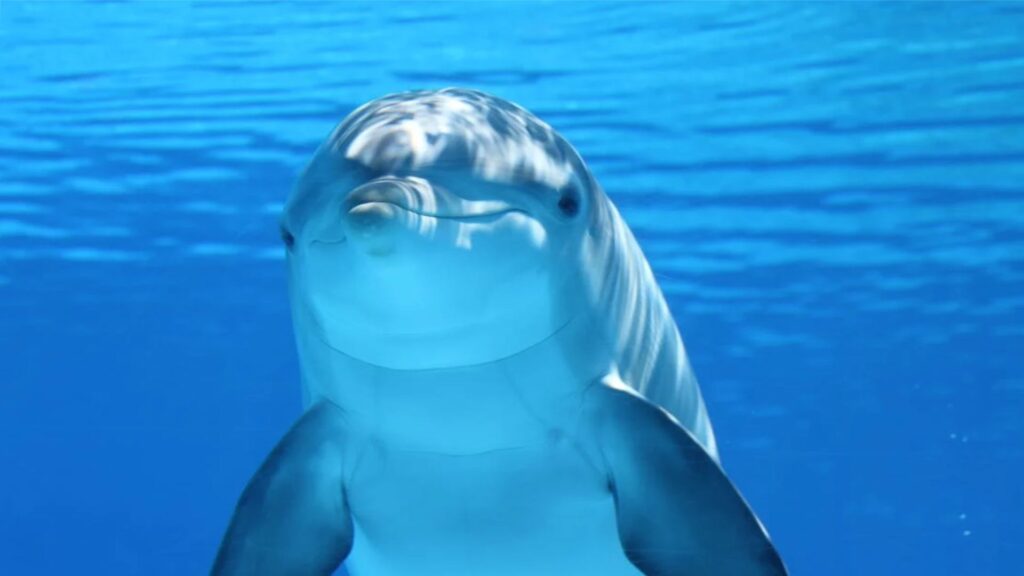 Best-Dolphin-names