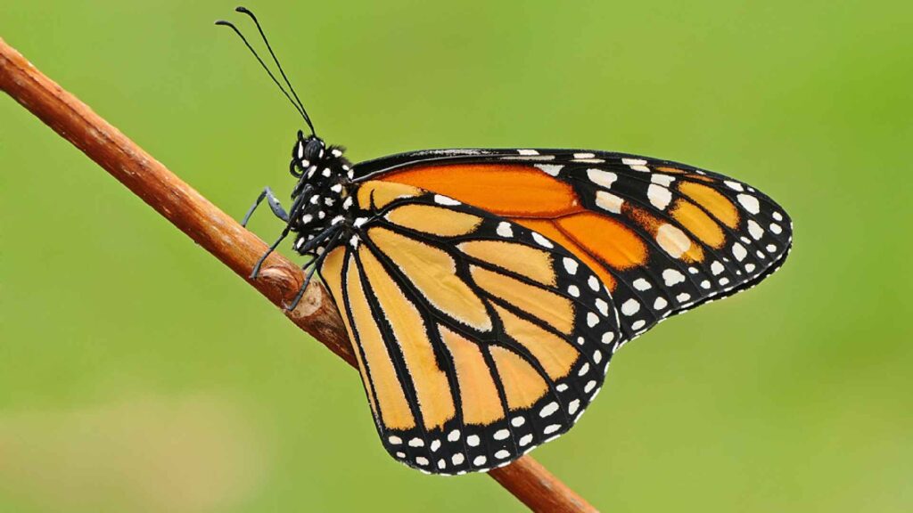 Most Beautiful Butterfly Names