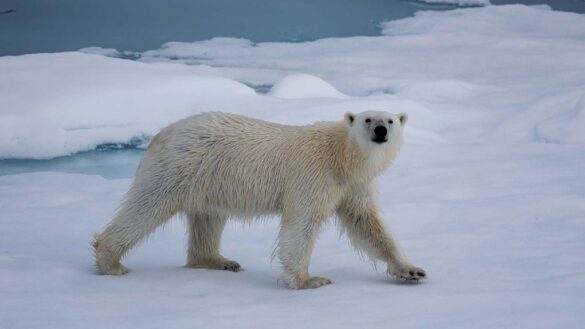 Awesome And Adorable Polar Bеar Namеs For Your Pet