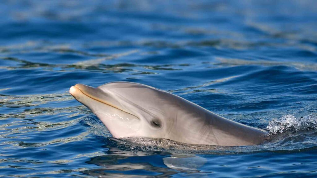 Female-Dolphin