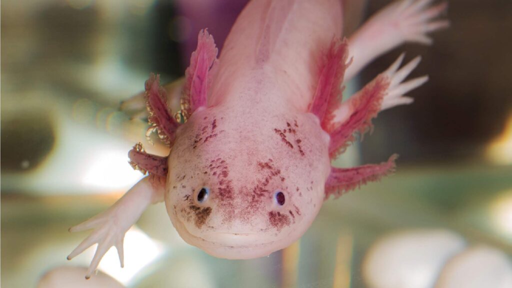 Gender-Neutral-Axolotl