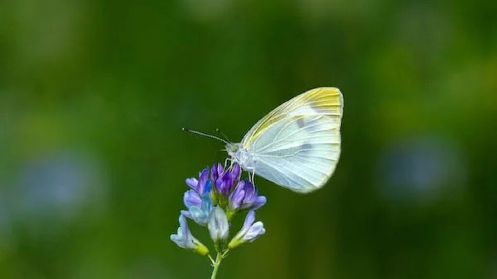 150+ The Most Beautiful Butterfly Names 