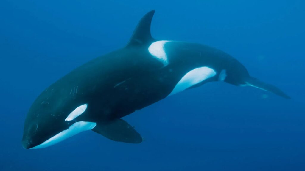 Whale-Names