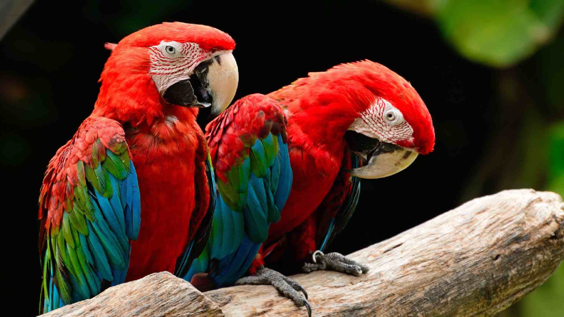 100+ Perfect Parrot Names For Your Feathered Friend