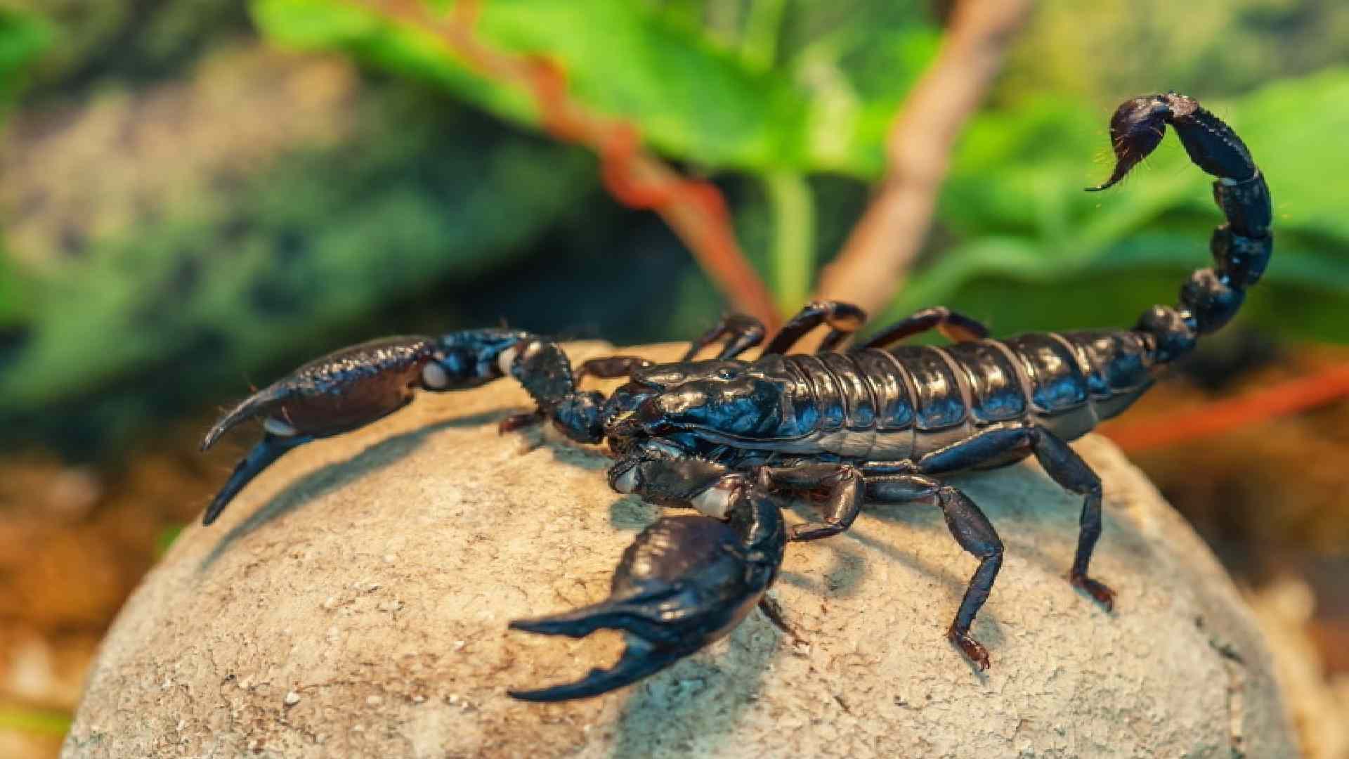 Dancing With The Stingers: 150+ Unique Scorpion Names