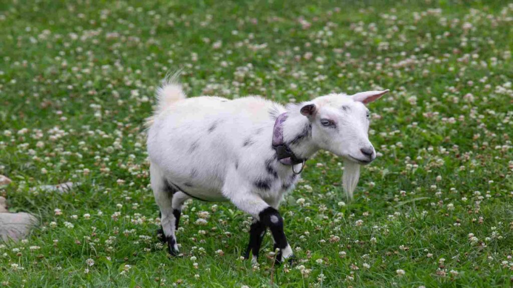 Female-Goat-Names