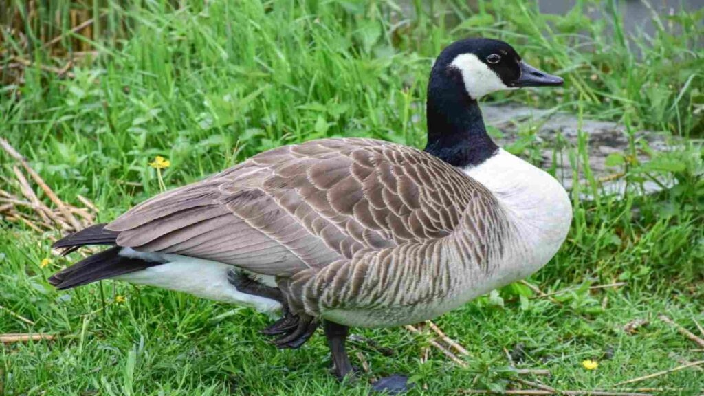Female-Goose-Names