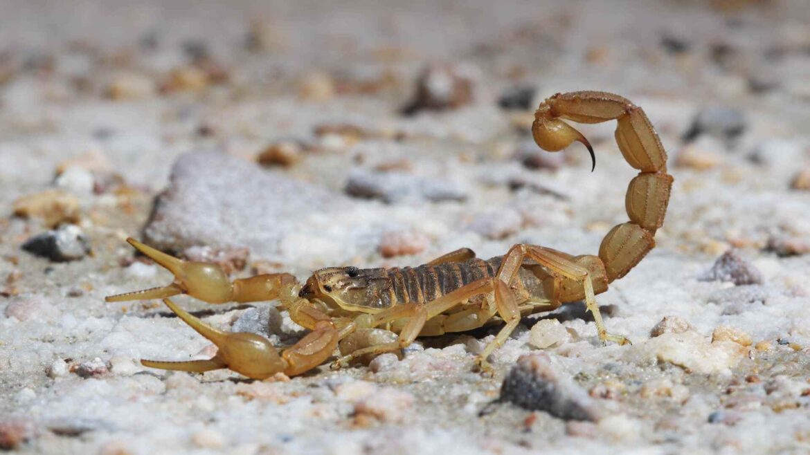 Dancing With The Stingers: 150+ Unique Scorpion Names