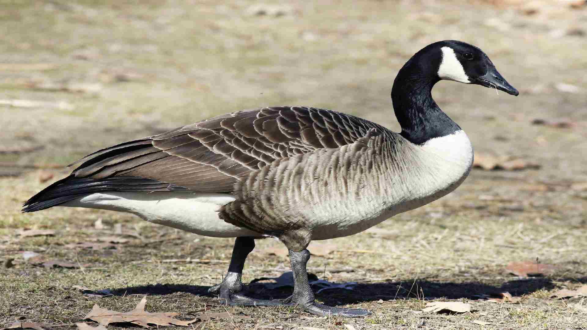 144+ Goose names that will these Creatures