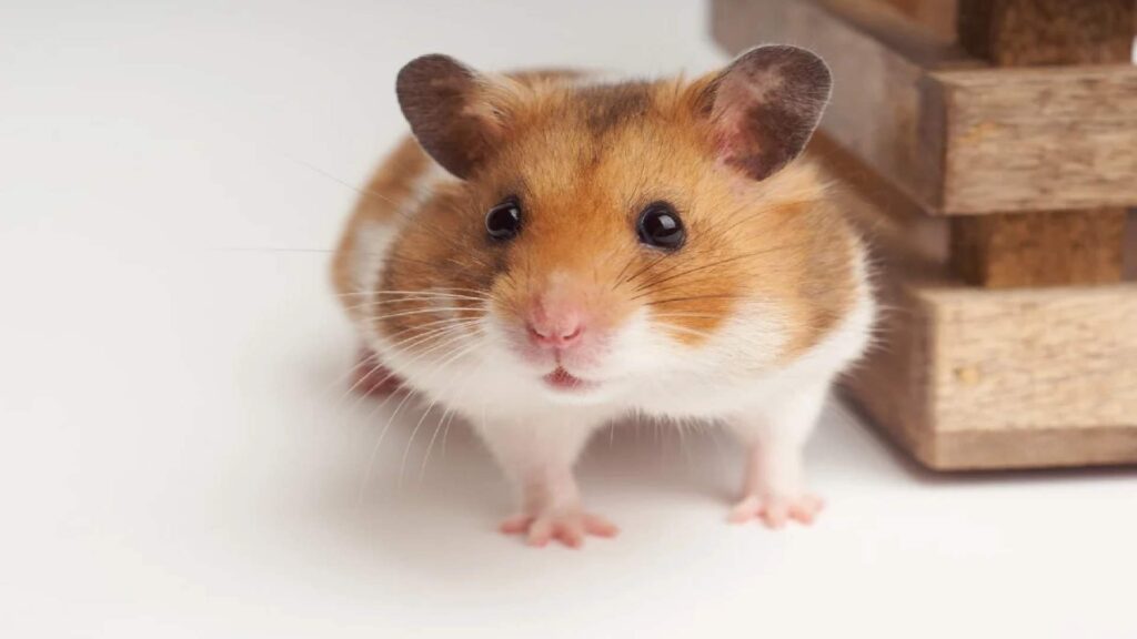 Male-Hamster-Names