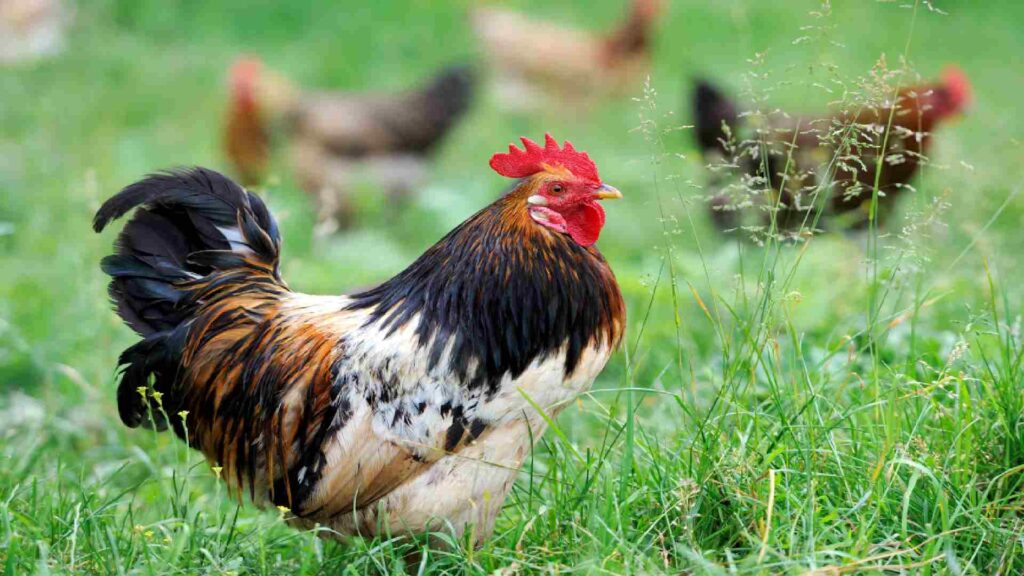 The Best List of 150+ Rooster Names From Funny to Famous