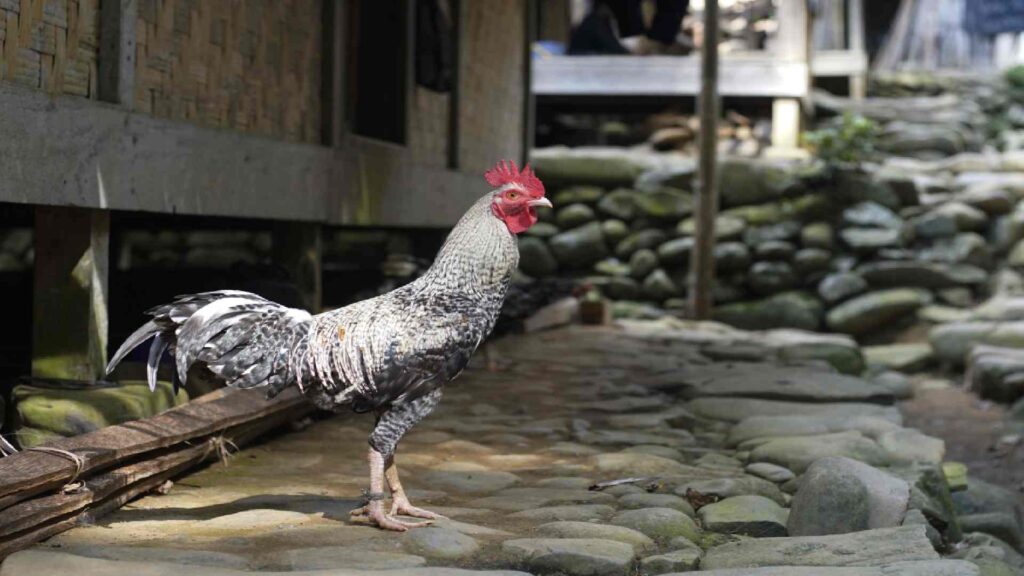 Other-Rooster-Names