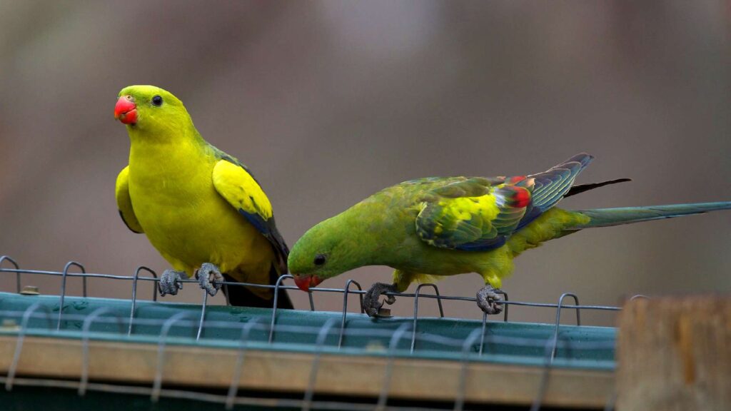 Regal-and-Noble-Parrot-Names