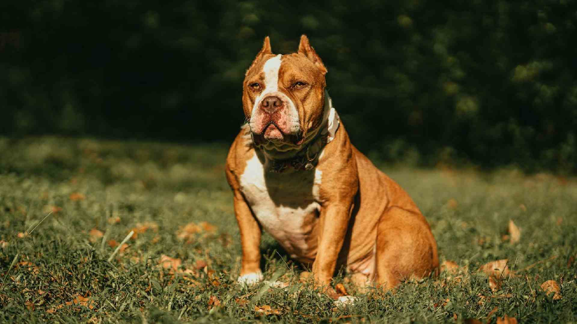 150 Best And Creative American Bully Names