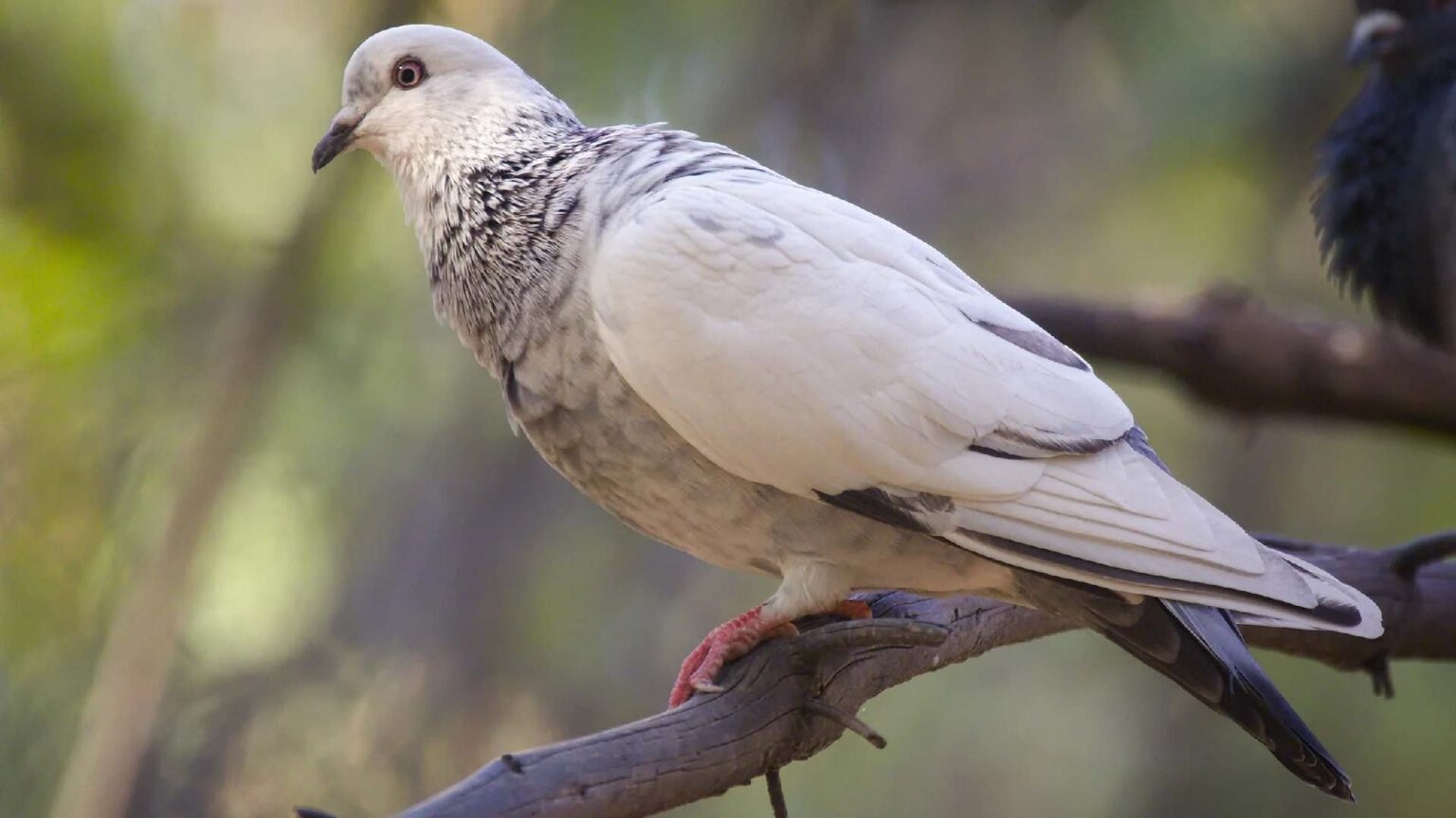 133+ Best And Popular Pigeon Names