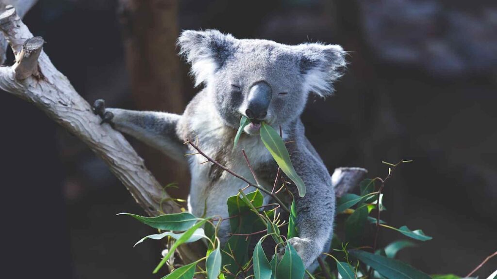 Australia-Zoo-Koala-Names