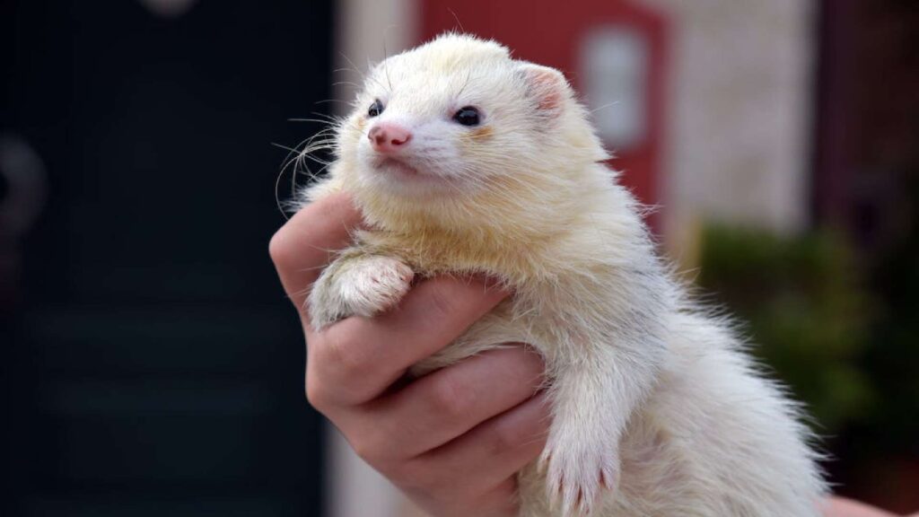 Baby-Ferret-Names