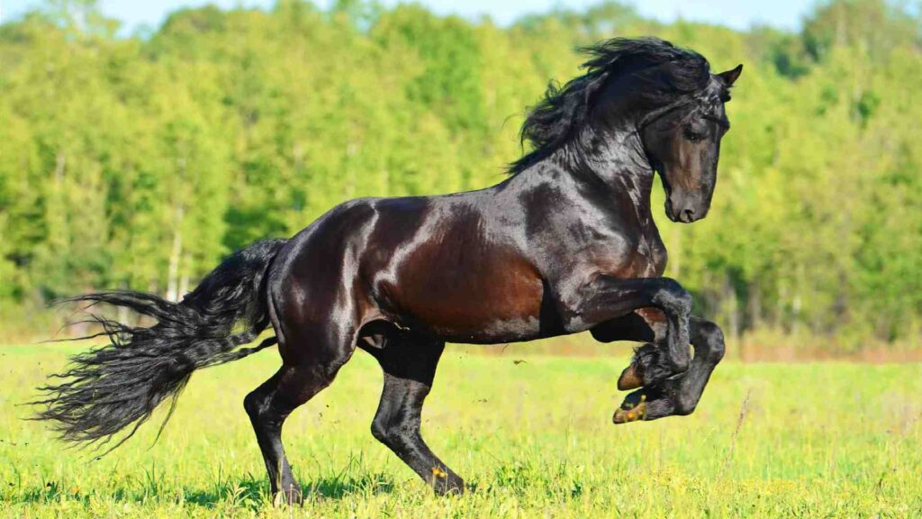 Beautiful-Male-Horse-Names