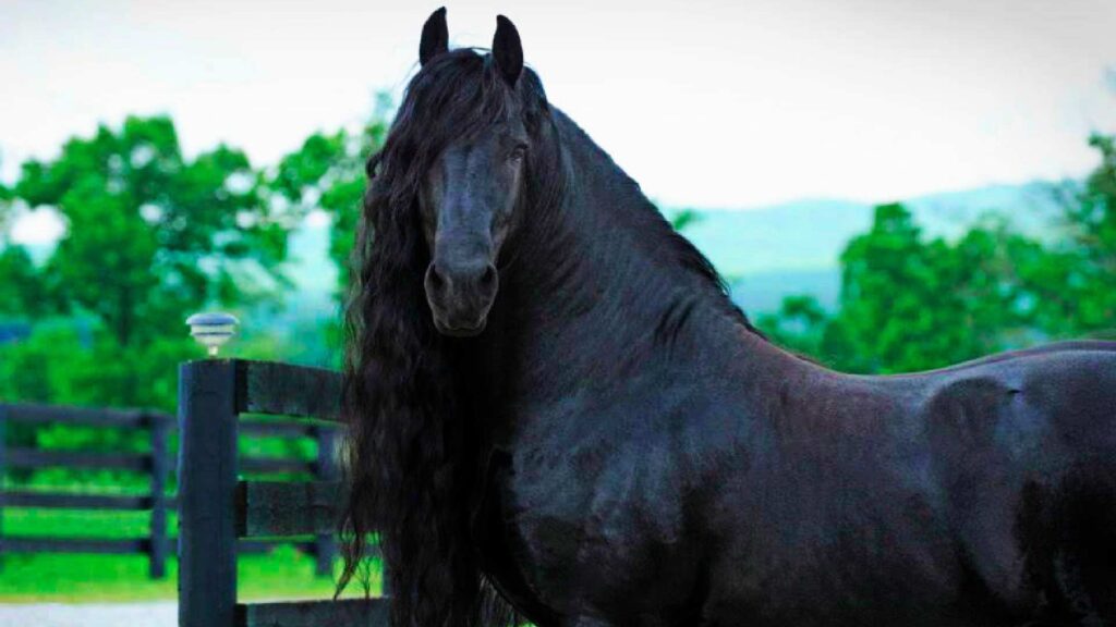 Black-Female-Horse-Names