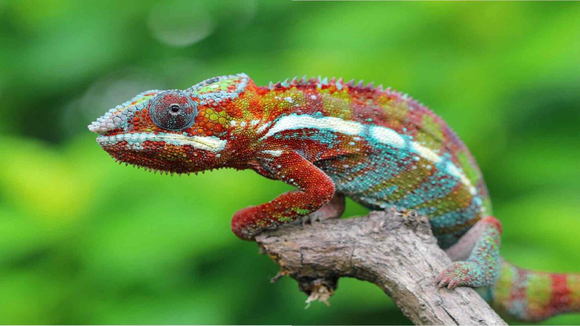 Chameleon Names: Colorful Ideas For Your Reptile Friend