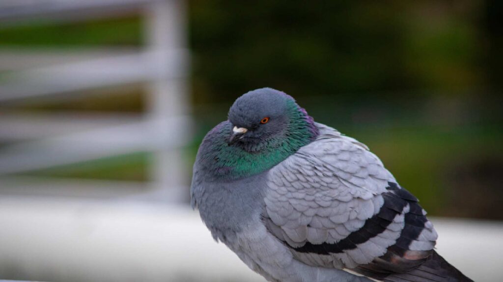 Cute-Names-of-pigeon