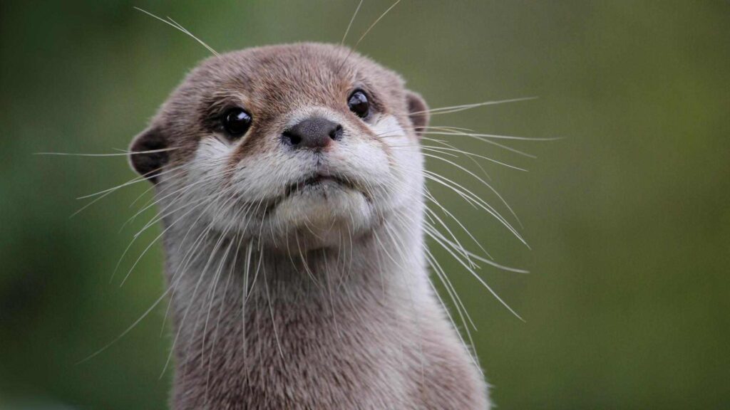 Cute-Otter-Names