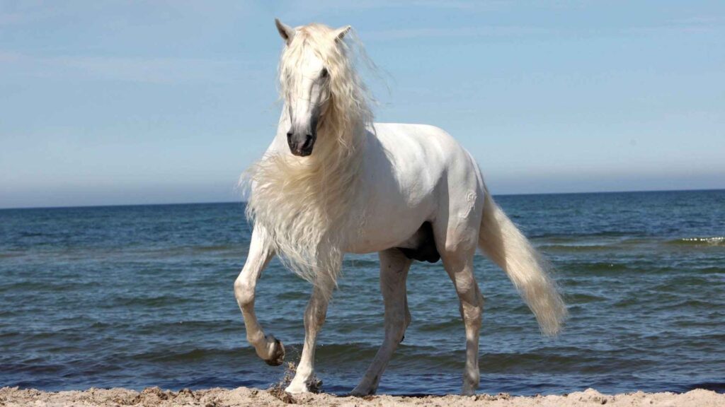 Famous-Female-Horse-Names