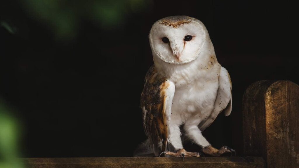 Friend-Owl-Rght-Names