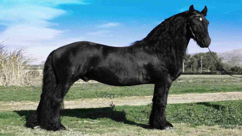 Friesian-Male-Horse-Names