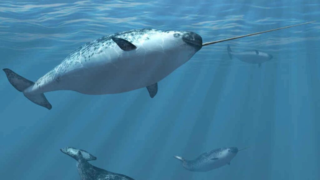 Good-Narwhal-Names