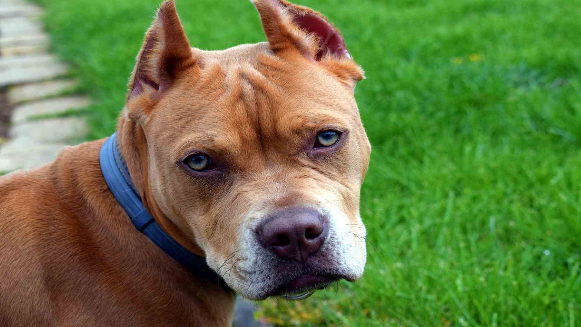 150+ best And creative American Bully Names