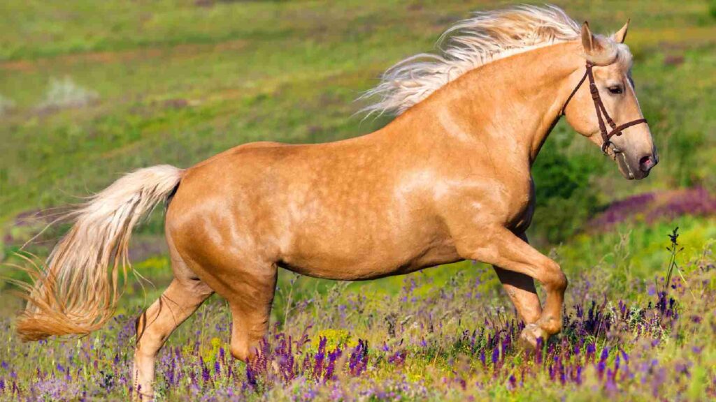 Light-Brown-Female-Horse-Names