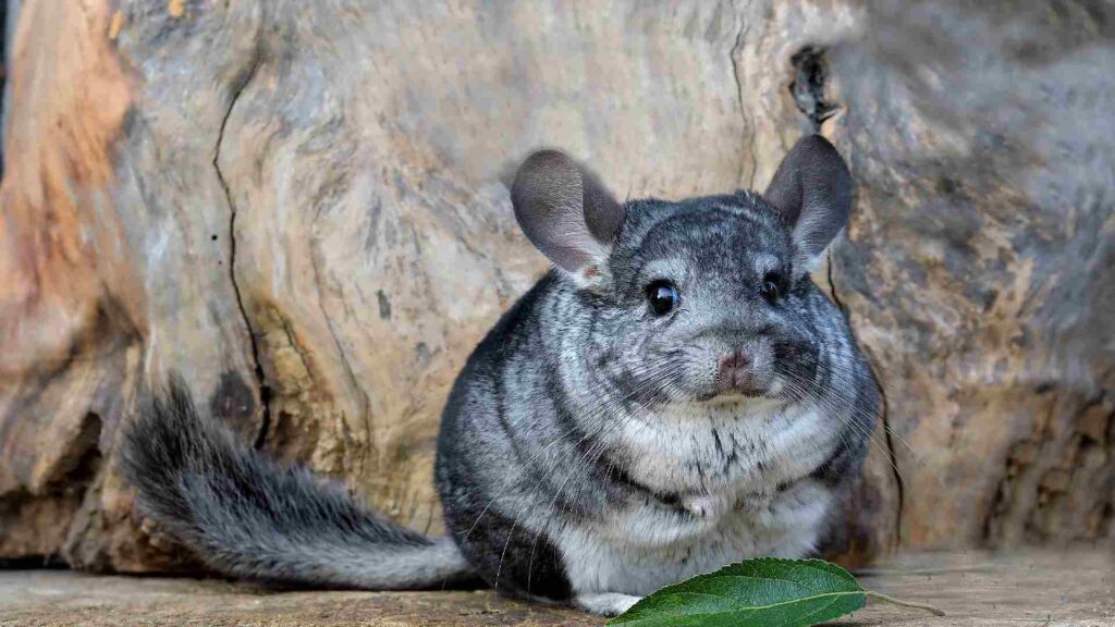 Male-Chinchillas-Names