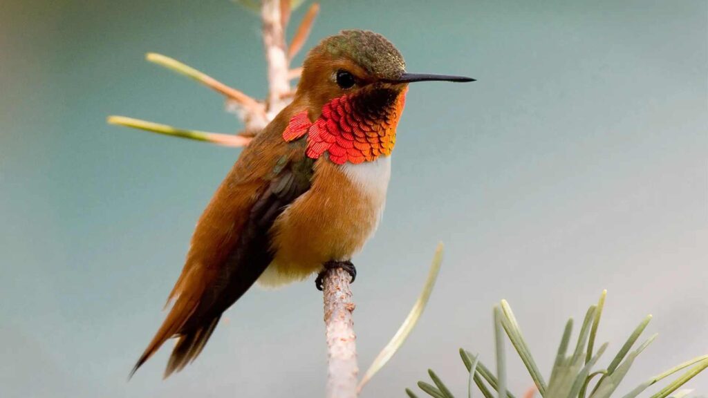 Male-Hummingbird-Names