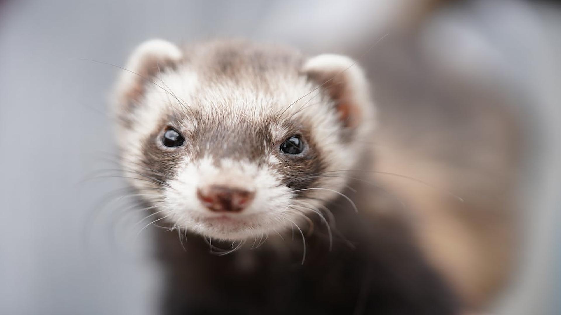 Creative Ferret Names: Choose the Right One for Your Pet