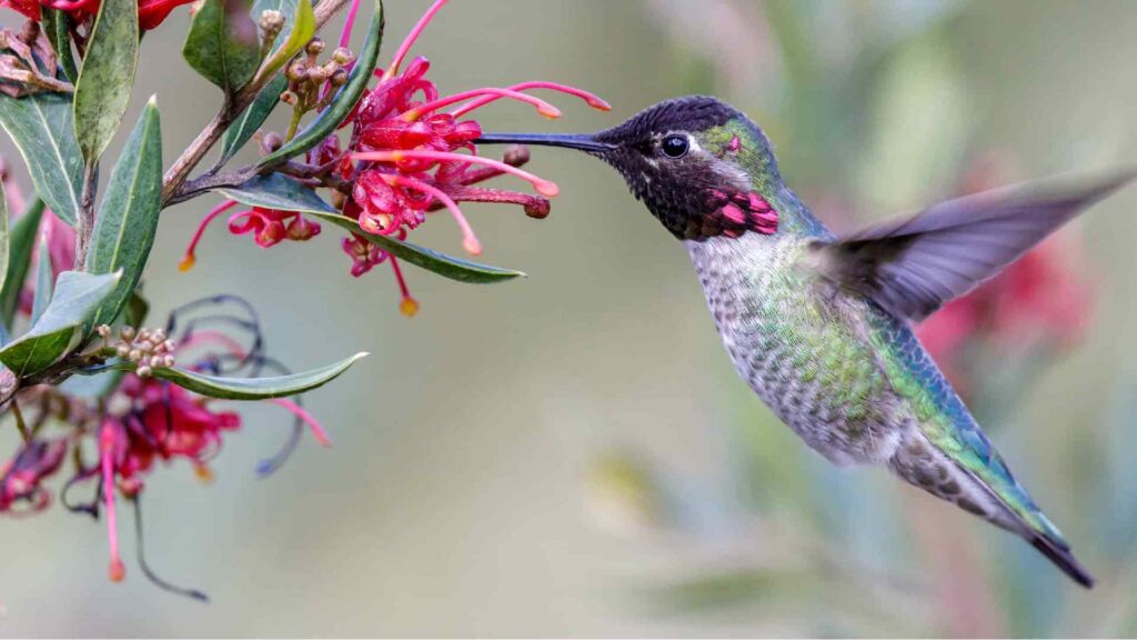 Prettiest-Hummingbird-Names