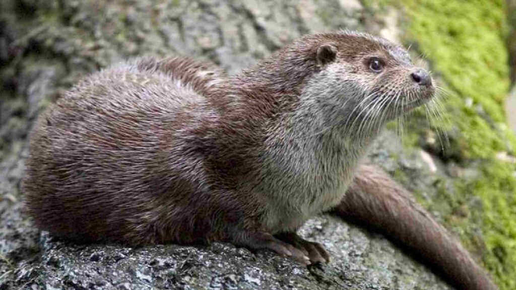 Unisex-Otter-Names
