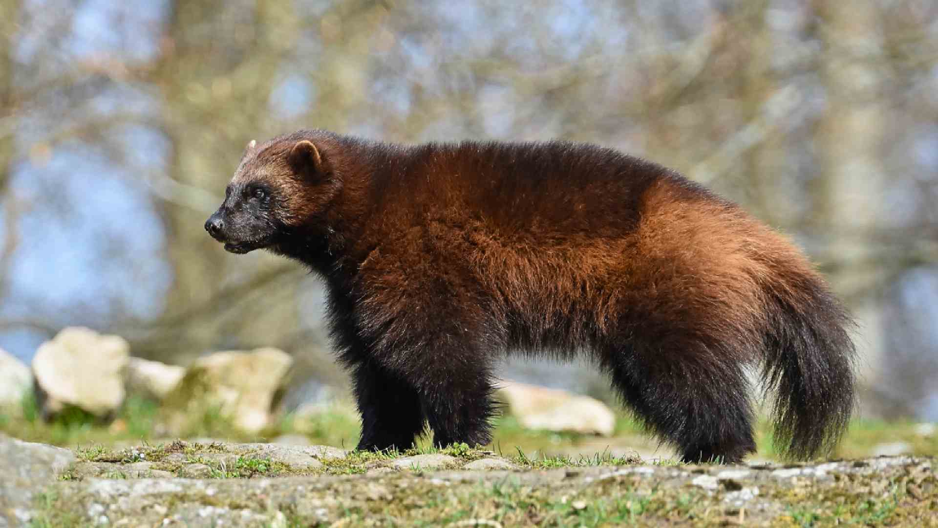 The Best Wolverine Names For Your Pet | Names Cluster