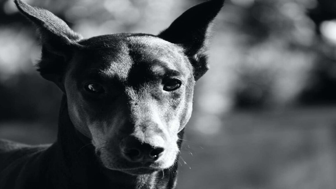 400 Popular And Creative Doberman Names For Your Pet