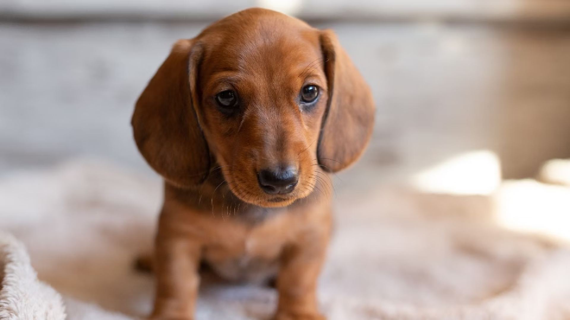 Zły Pan Widma Tekst 200+ Perfect Dachshund Names | Names Cluater