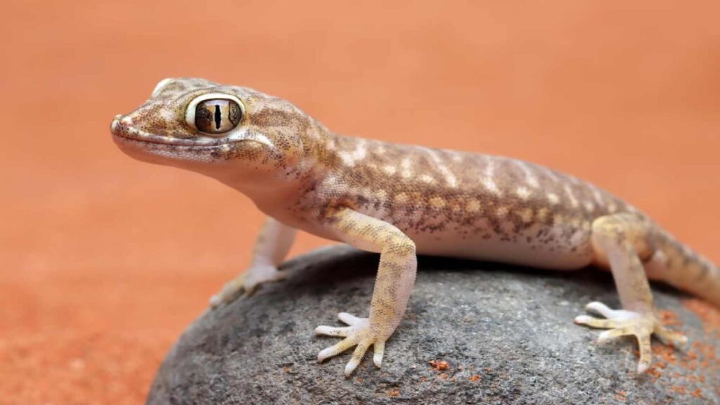 100+ Fantastic Lizard Names for Your Cute Pet