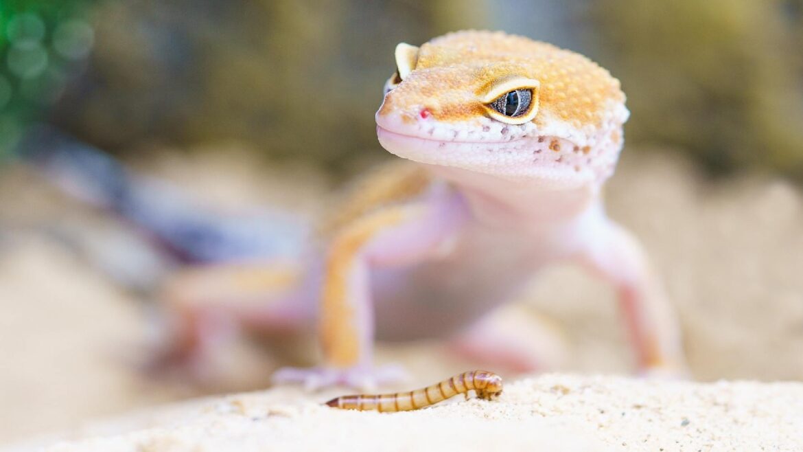 100+ Fantastic Lizard Names for Your Cute Pet