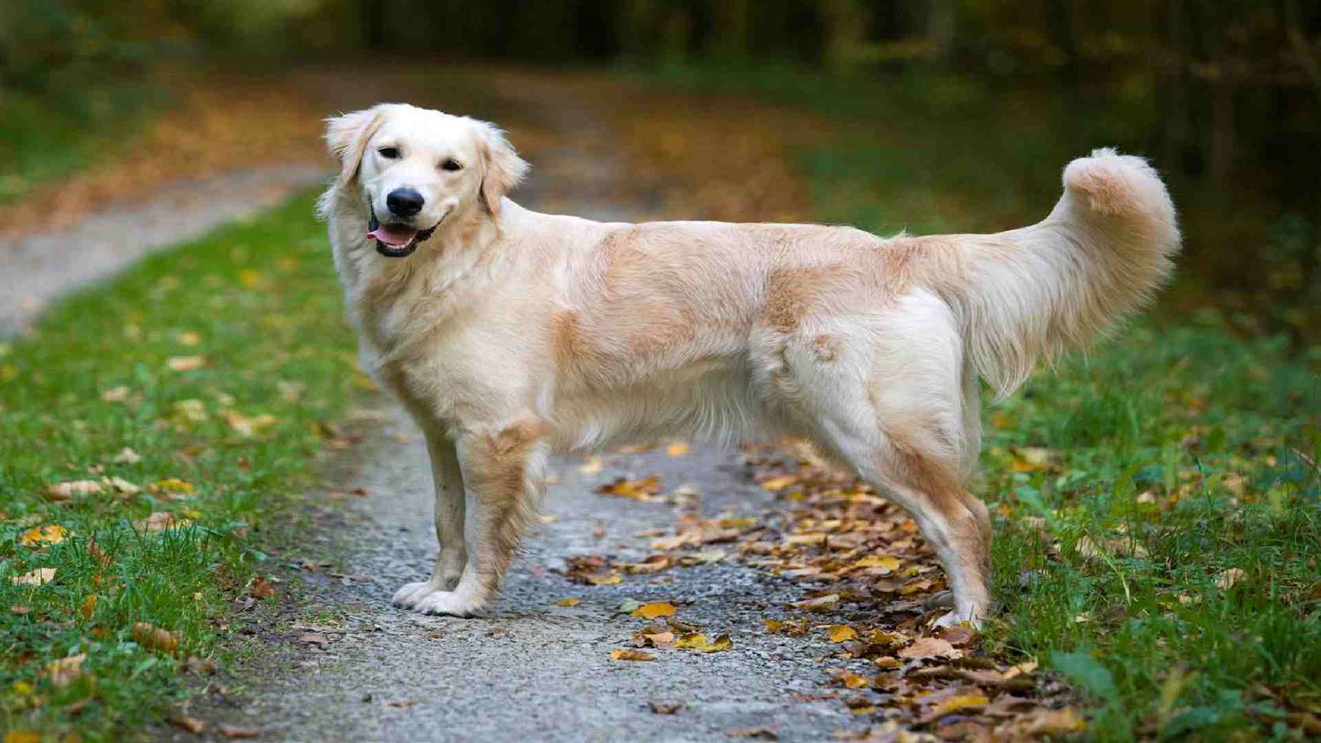 150-unique-names-for-golden-retriever