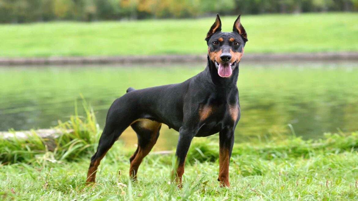 400+ Popular and Creative Doberman Names for Your Pet