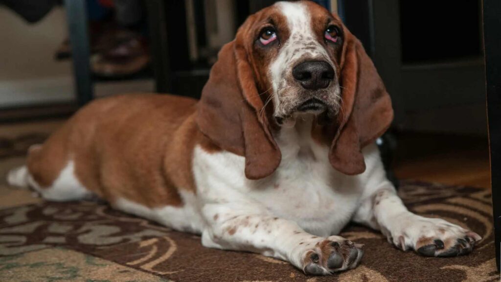 Old-fashioned-Basset-Hound-Names