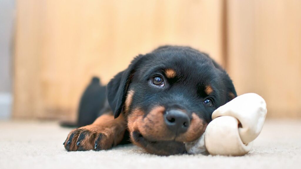 Rottweiler-Puppy-Names