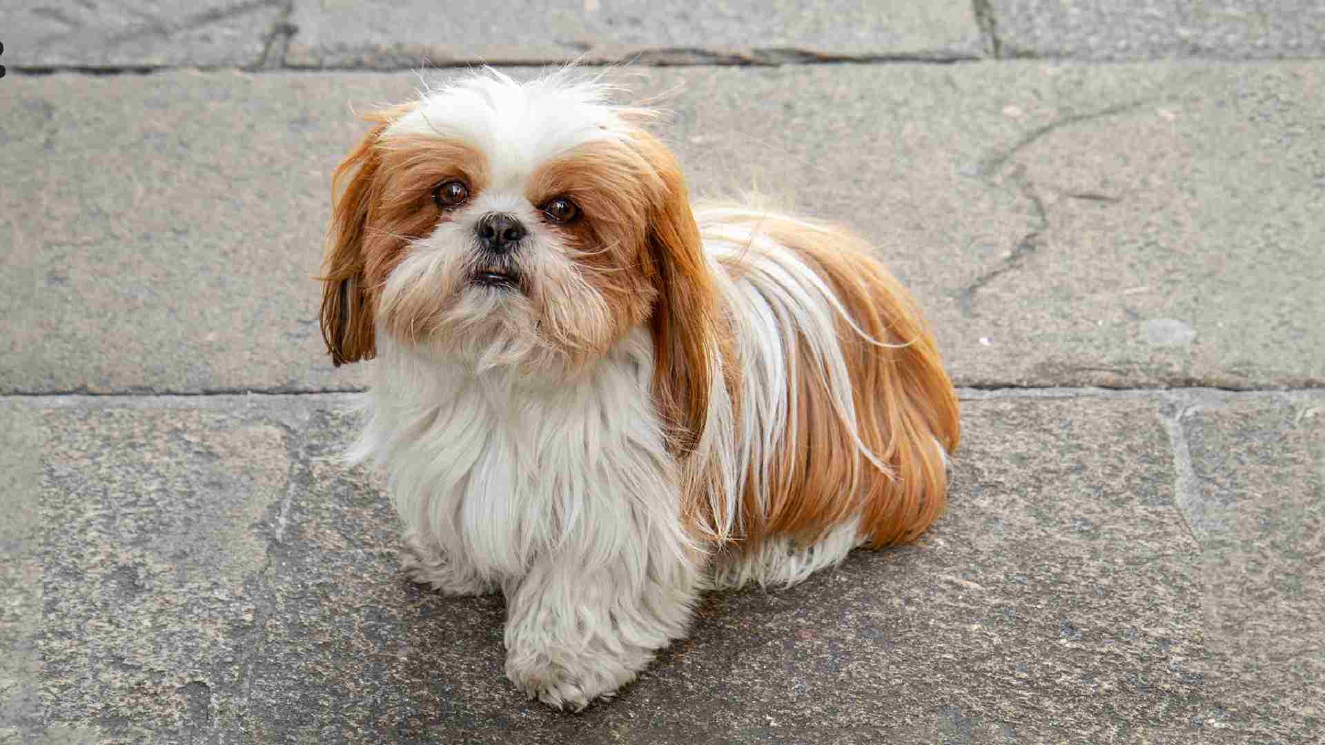 350+Unique And Best Shih Tzu Names