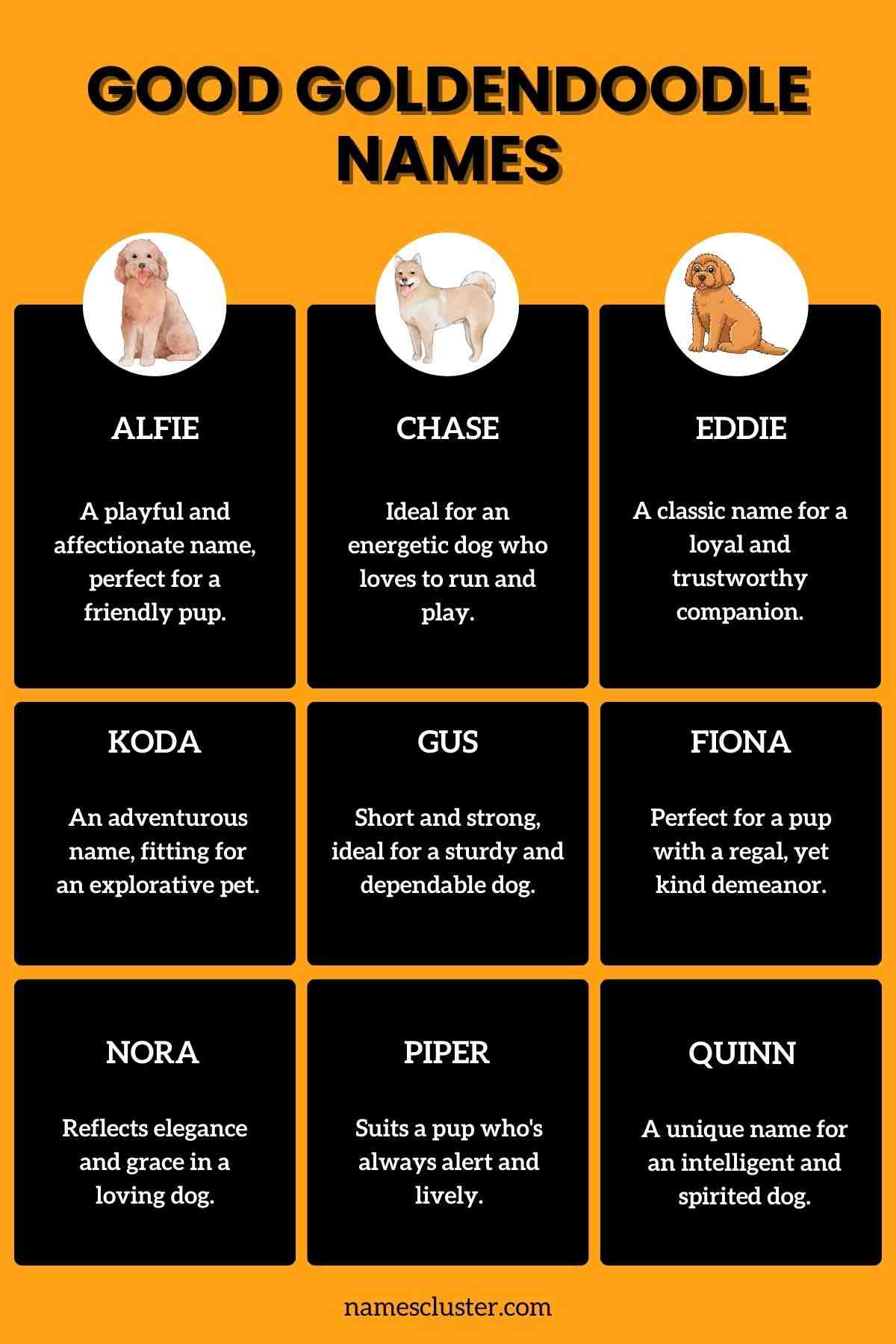 145+ Cute Unique Funny and Cool Goldendoodle Names