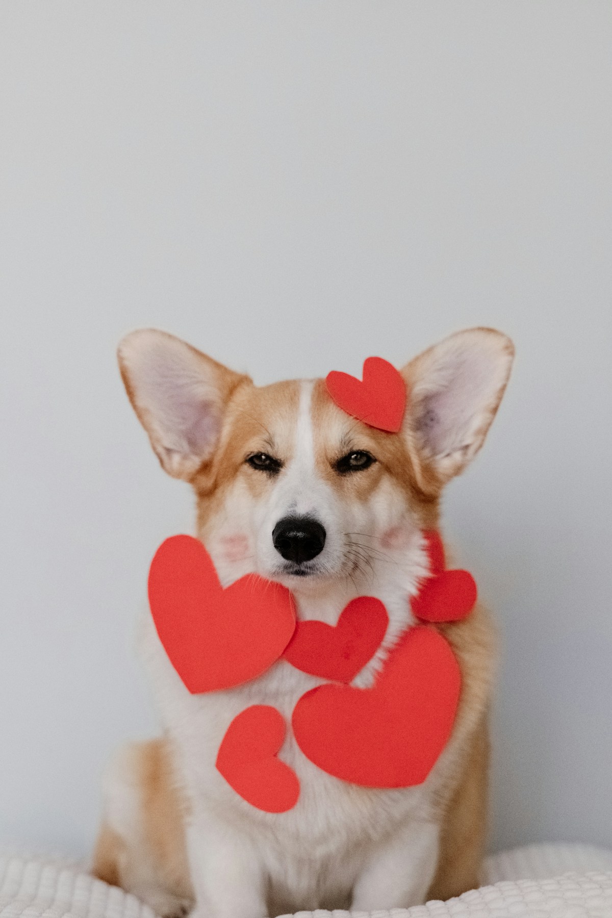 Adorable Pembroke Welsh Corgi Puppy
