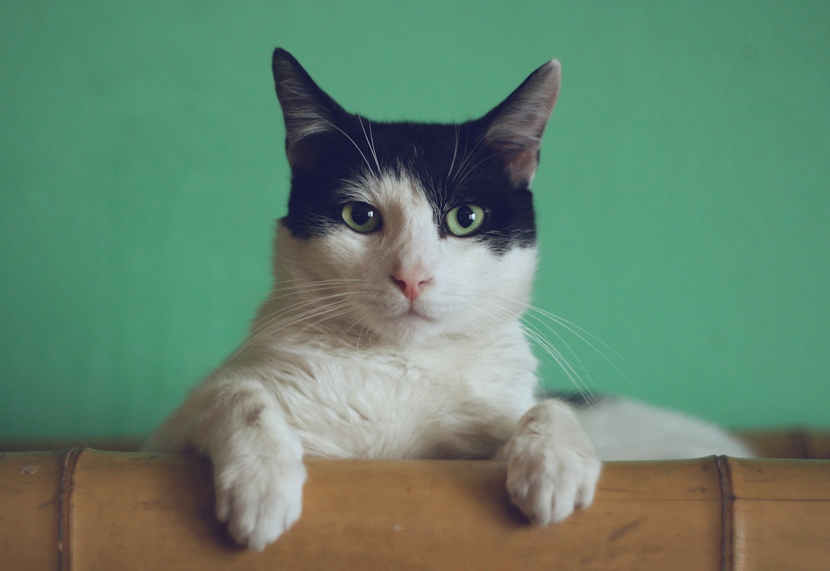 Sleek black cat with green eyes